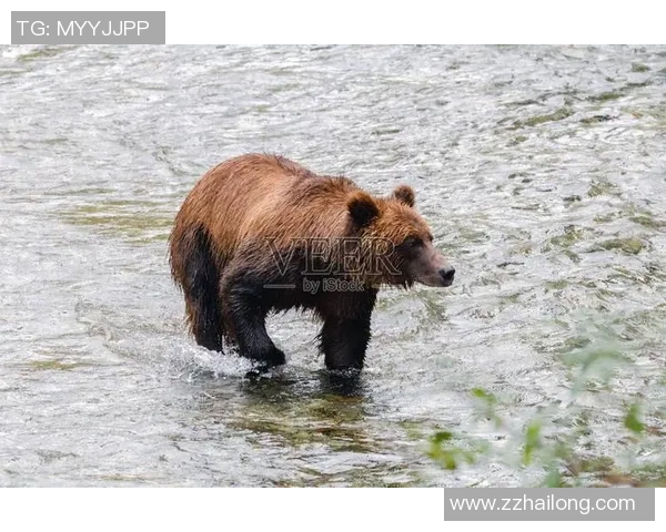 灰熊栖息地与行为习性探索：了解这位北美森林中的强大掠食者